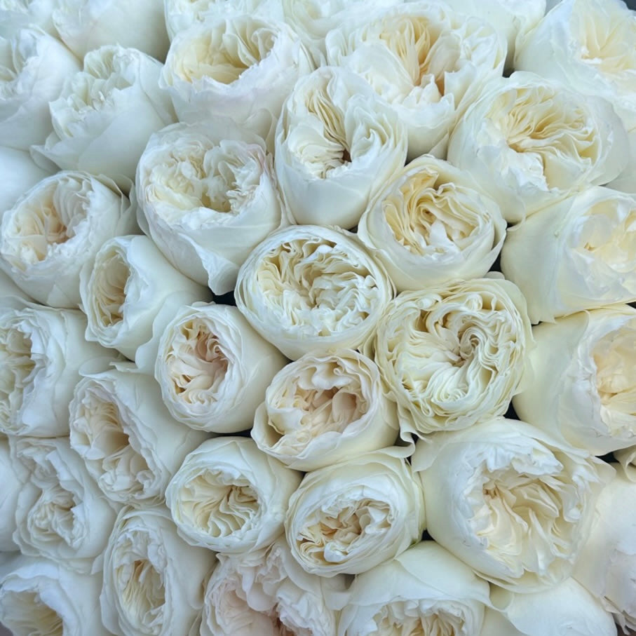 TRANDAFIRI ÎMBUJORAȚI