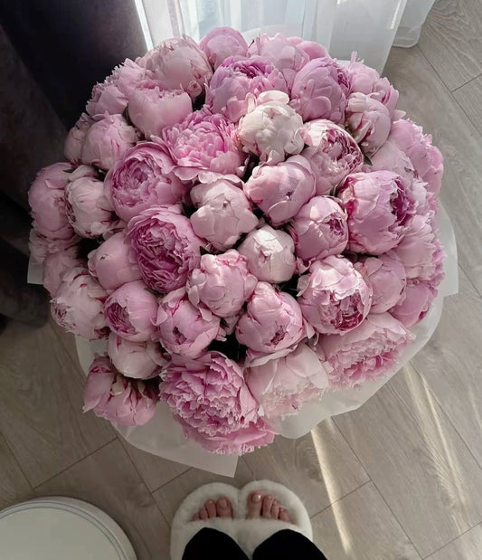Bujori Sarah Bernhardt