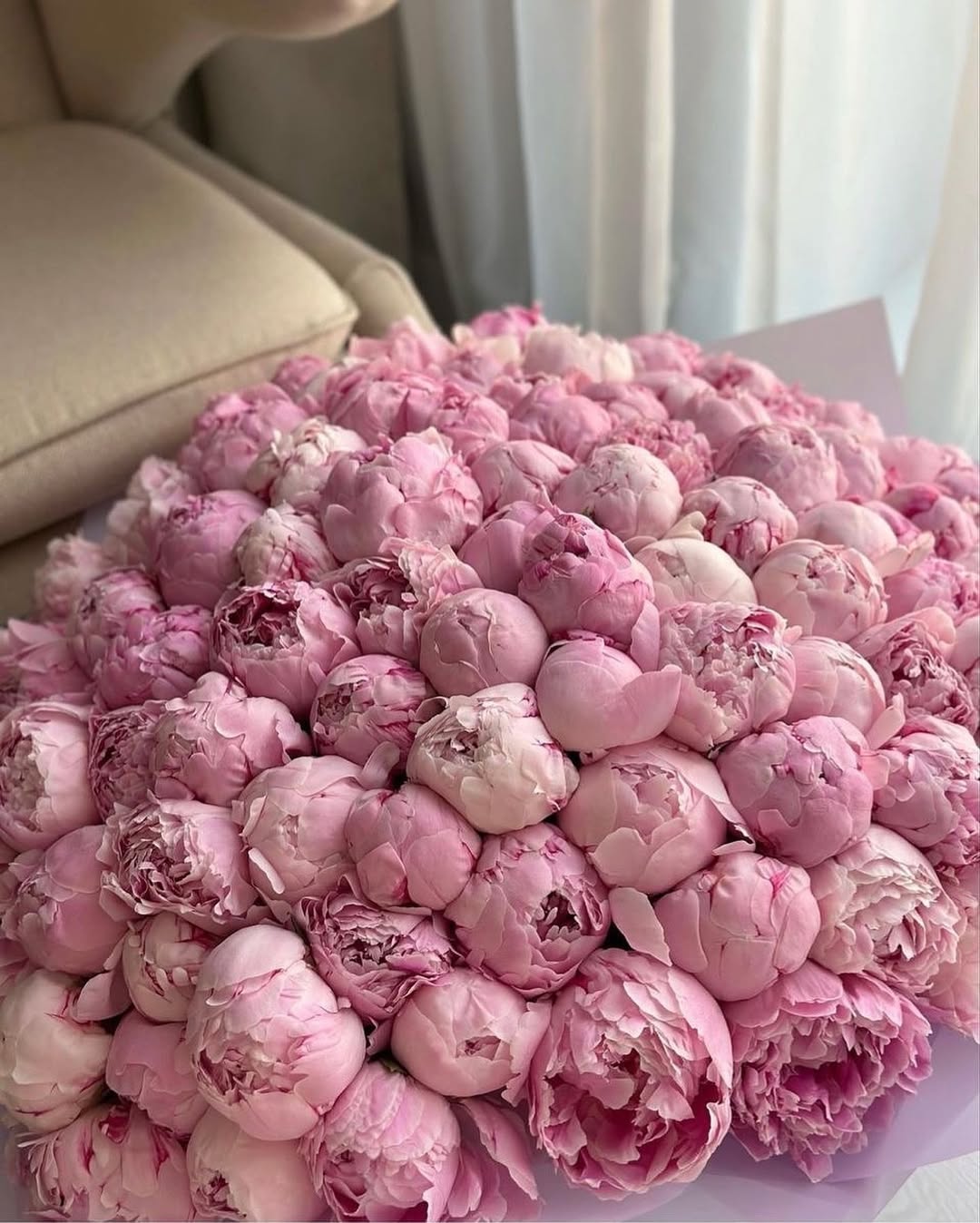 Bujori Sarah Bernhardt