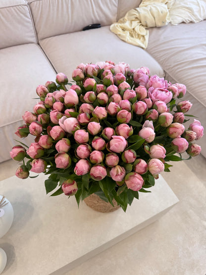 Bujori Sarah Bernhardt