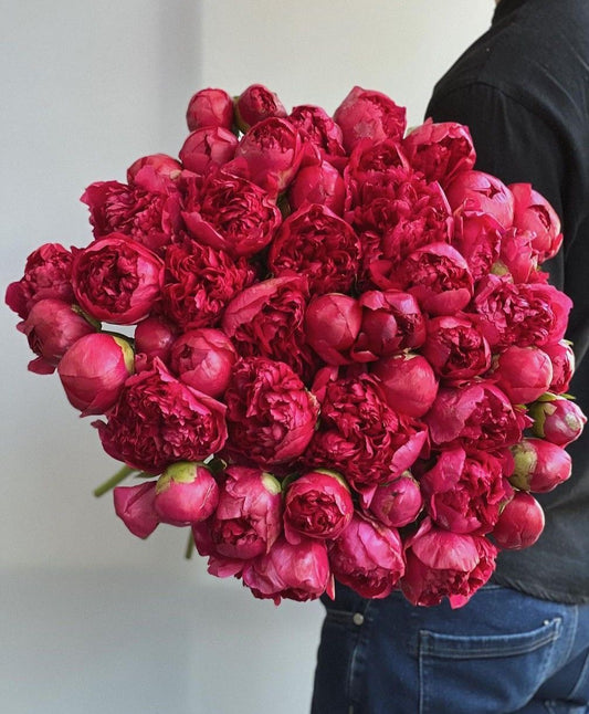 Bujori Red Charm