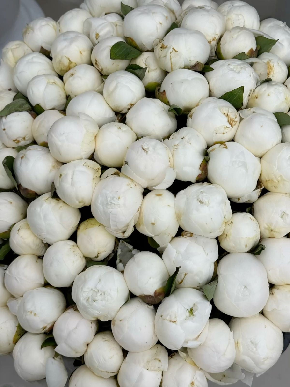 Bujori Albi