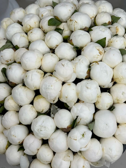 Bujori Albi